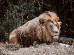 a lion in south africa lies in the grass under a tree, looking for shade