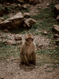 monkey forest in morocco